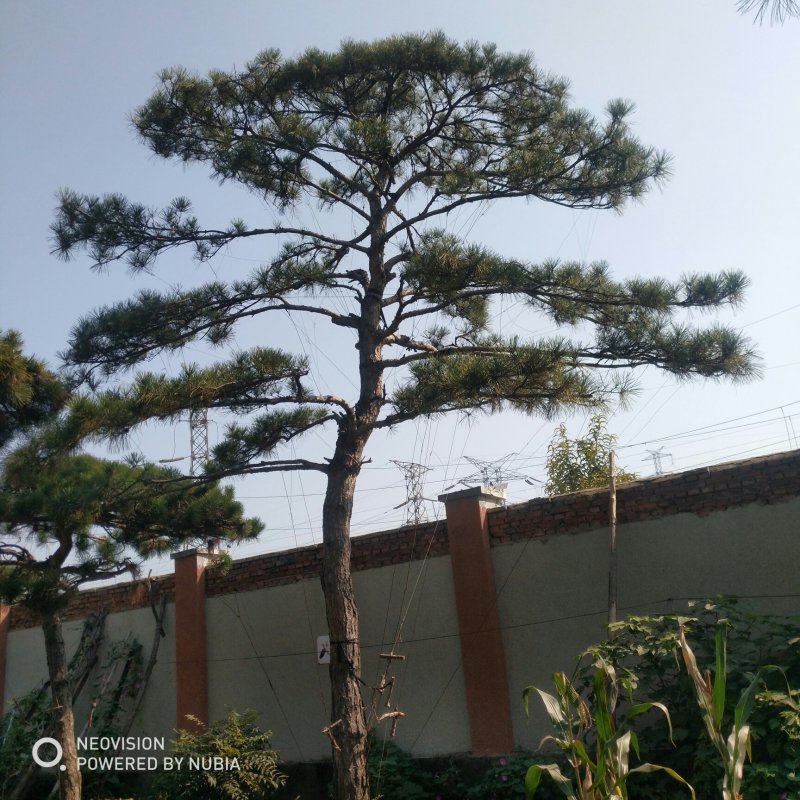 松树泰山景松造型黑松景观松