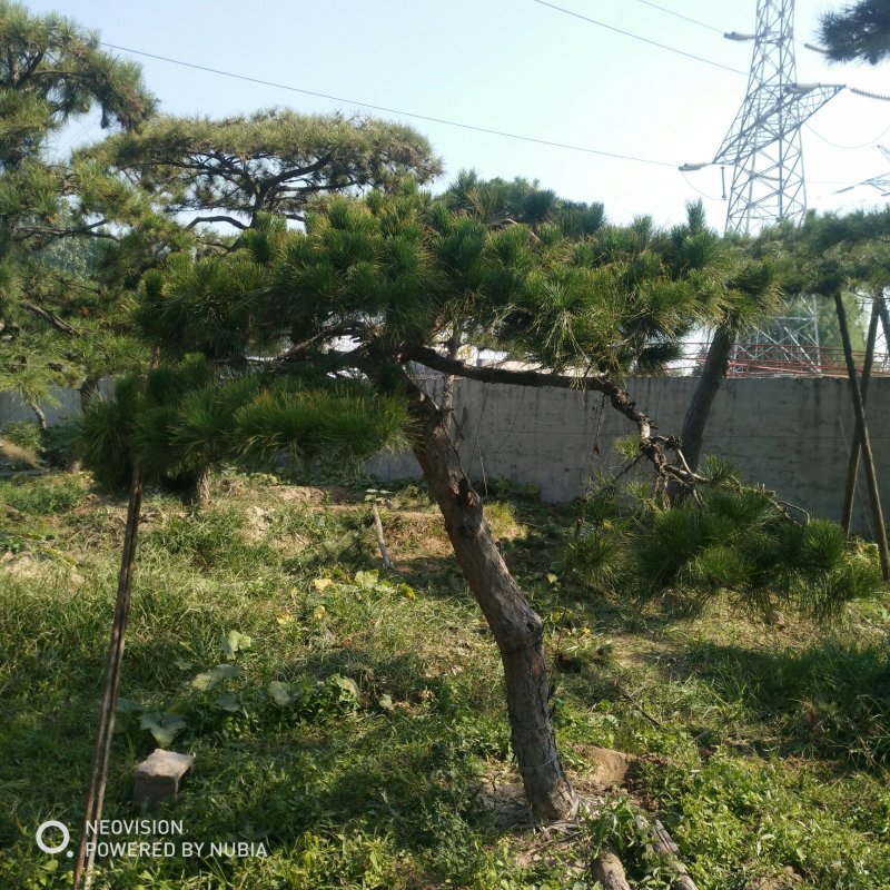 松树泰山景松造型黑松景观松
