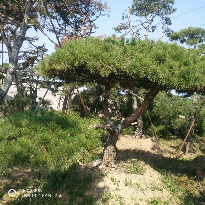 松树泰山景松造型黑松景观松