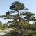 松树泰山景松造型黑松景观松