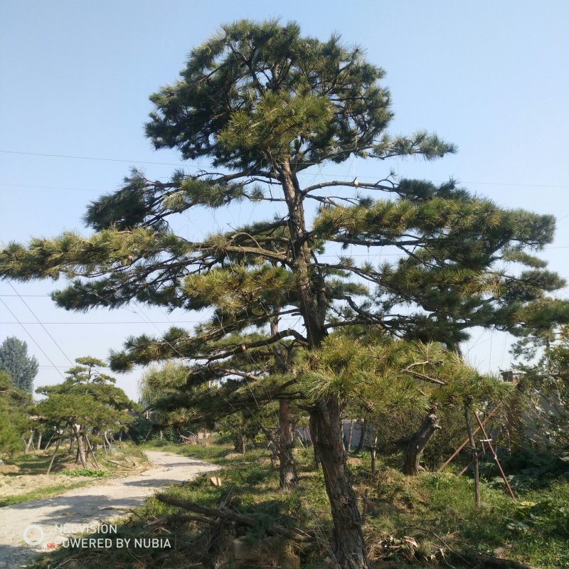 松树泰山景松造型黑松景观松
