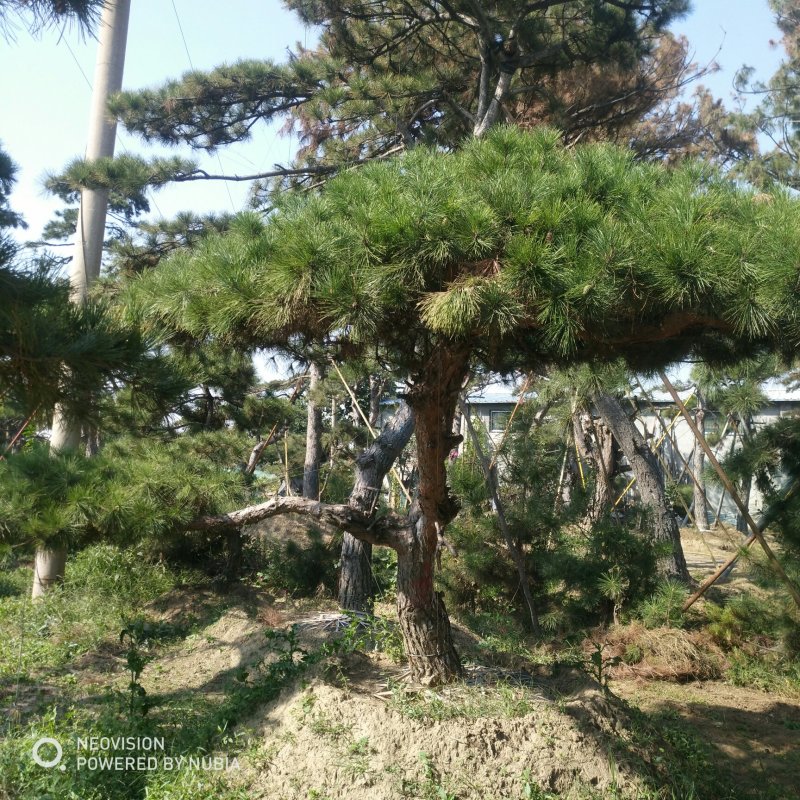 松树泰山景松造型黑松景观松