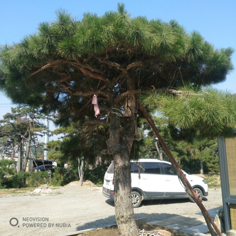 松树泰山景松造型黑松景观松