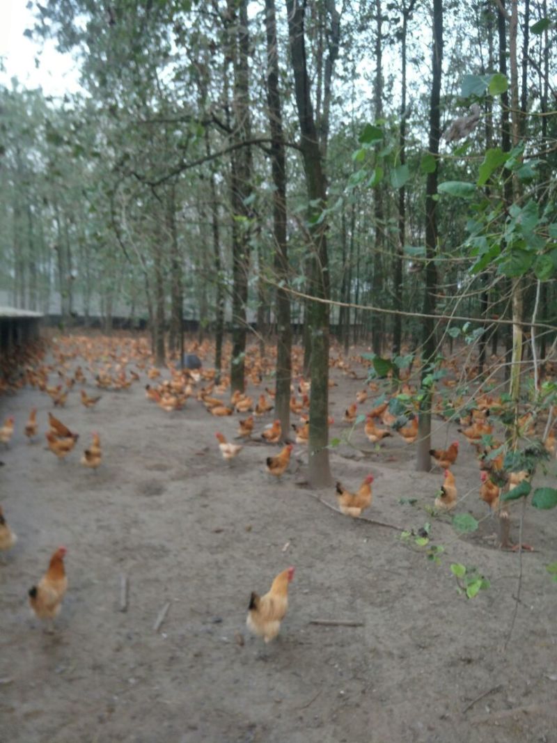 安徽铜陵鸡蛋优质农家土鸡蛋货源充足物美价廉，欢迎电话联系