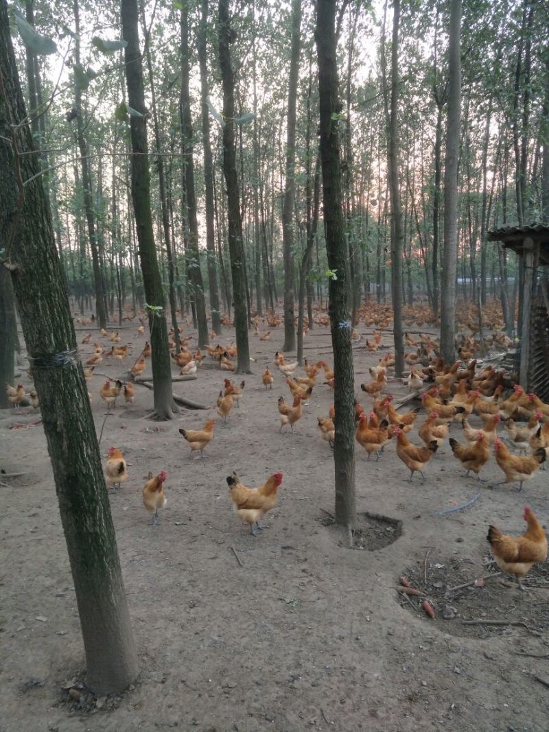 安徽铜陵鸡蛋优质农家土鸡蛋货源充足物美价廉，欢迎电话联系