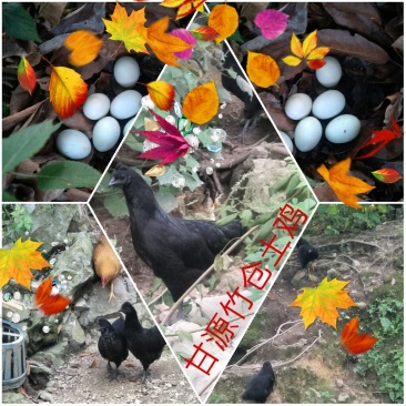 甘源竹仓土鸡，农家的味道。