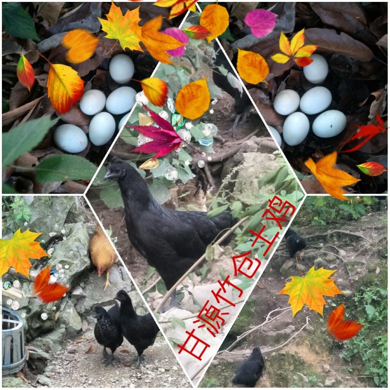 甘源竹仓土鸡，农家的味道。