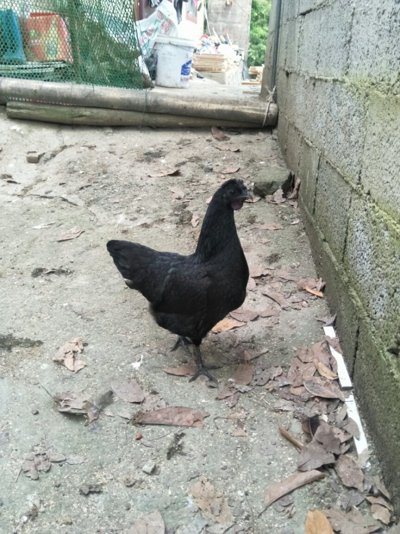 甘源竹仓土鸡，农家的味道。