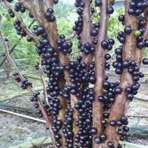 树葡萄树苗，黑加仑，保证品种纯度，包成活率，免费技术指导