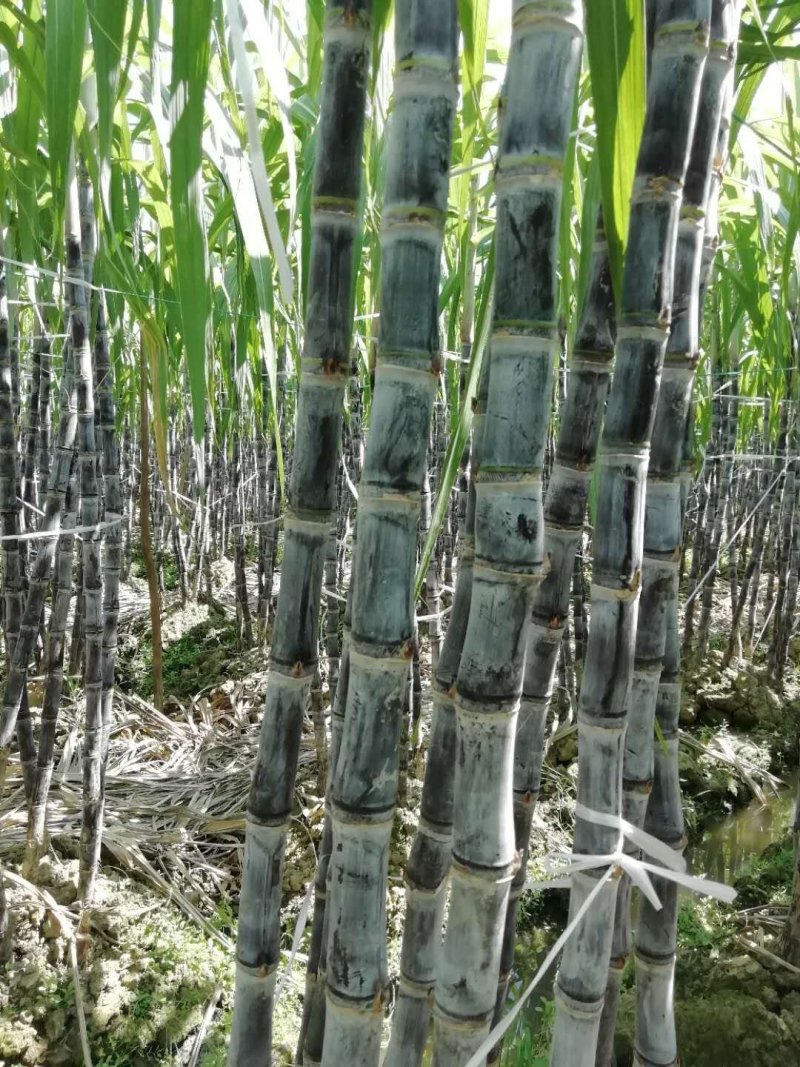 黑皮果甘蔗