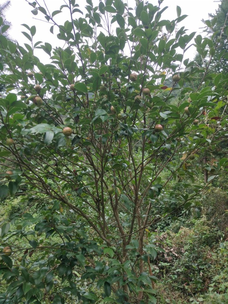 优质青果无杂质中籽