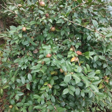 优质青果无杂质中籽