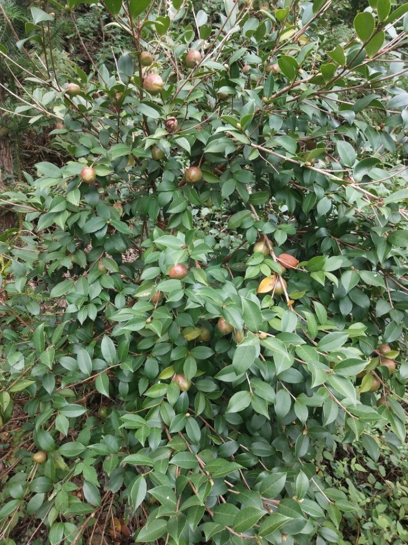 优质青果无杂质中籽