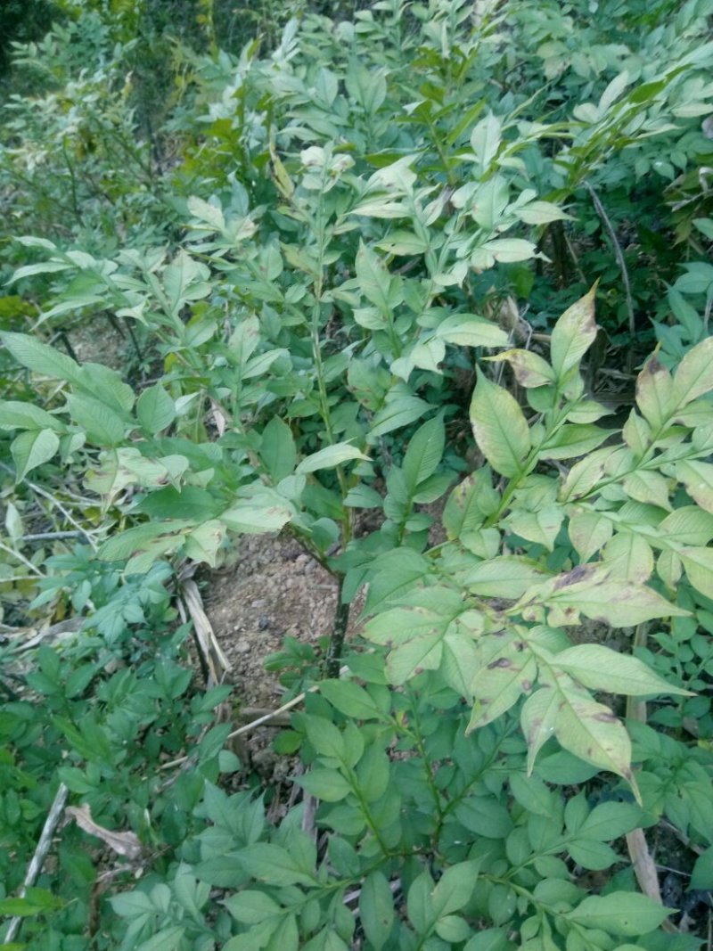 秦岭略阳农家自种蘑芋鲜货促销清仓