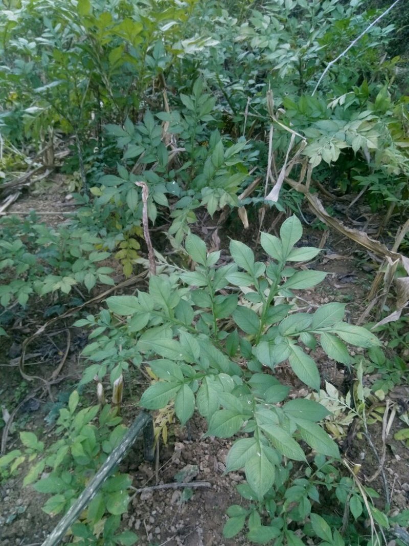 秦岭略阳农家自种蘑芋鲜货促销清仓