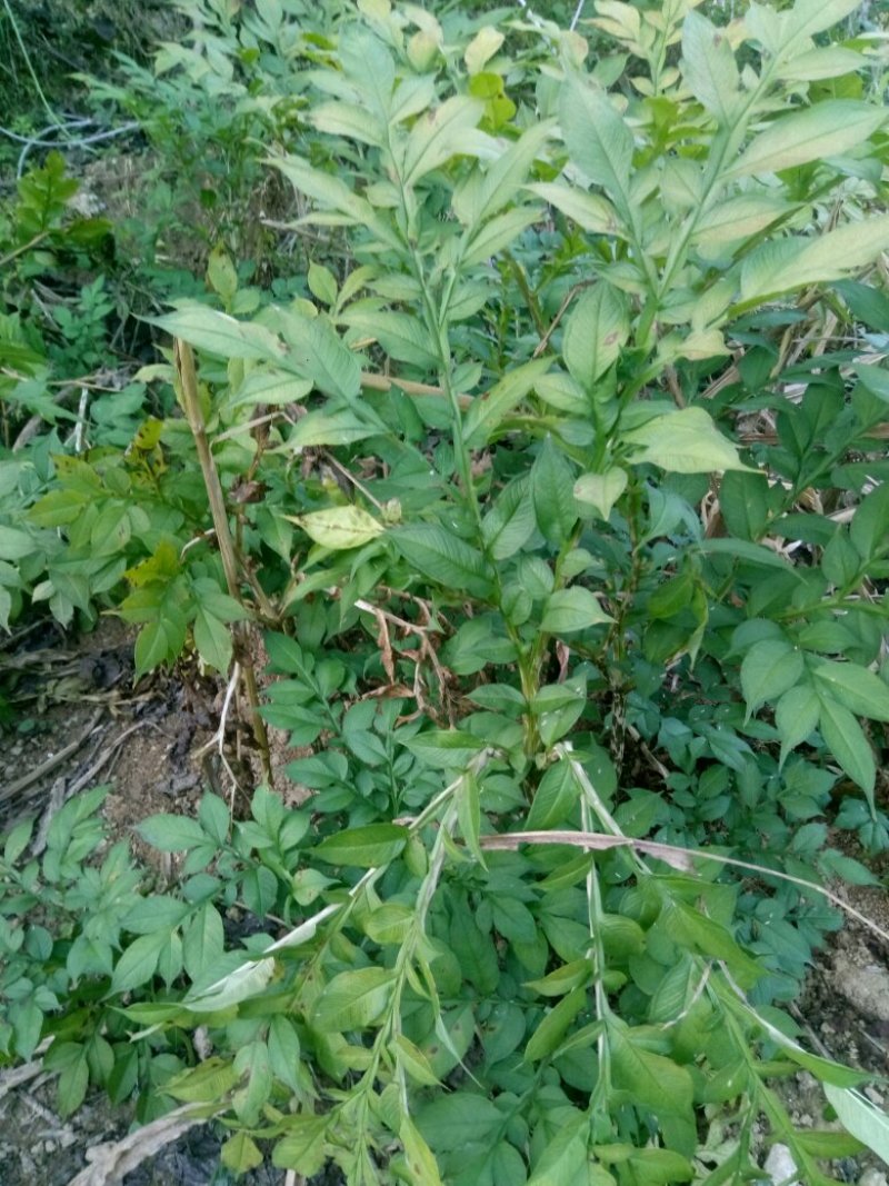 秦岭略阳农家自种蘑芋鲜货促销清仓