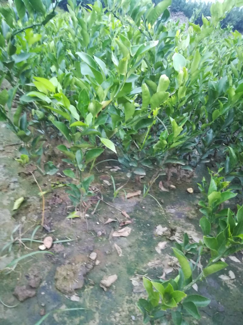 春见