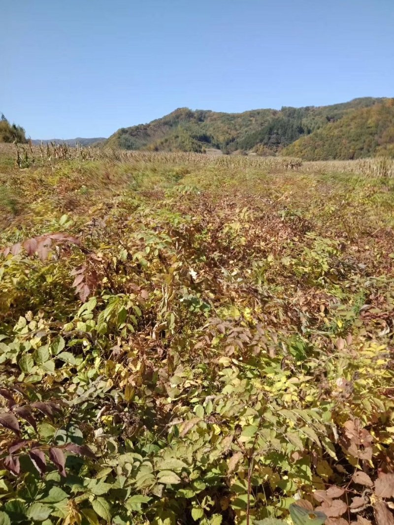 刺嫩芽种苗