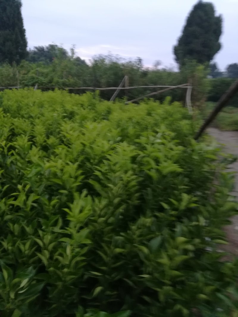 沃甘