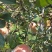 红富士苹果75mm以上膜袋光果砀山苹果可代发