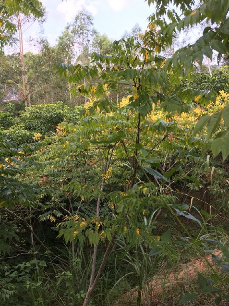 栾树14~16cm12~14cm3~3.5米