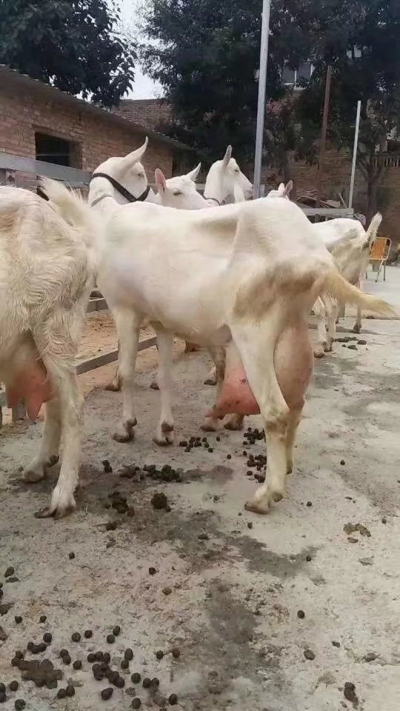 萨能奶山羊活体关中奶山羊小羊羔羊苗价格