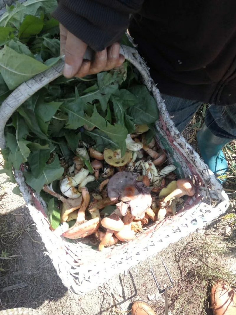 野生干红蘑