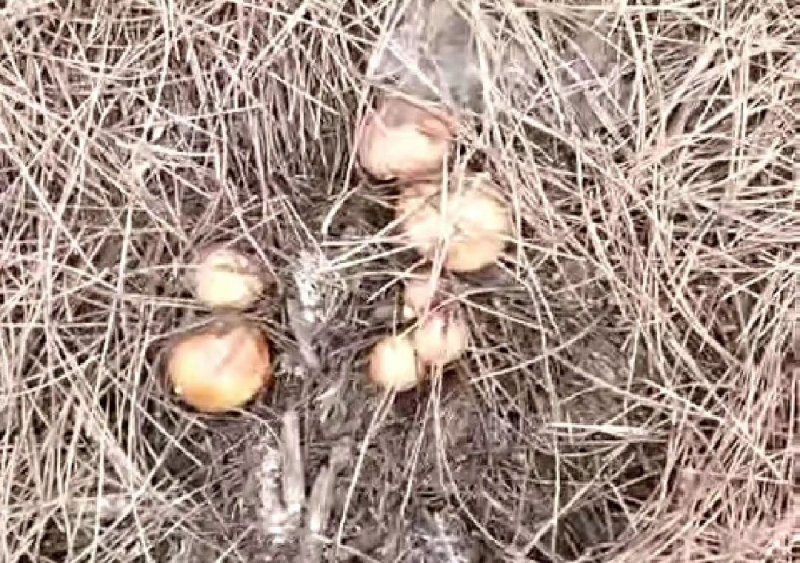 野生干红蘑