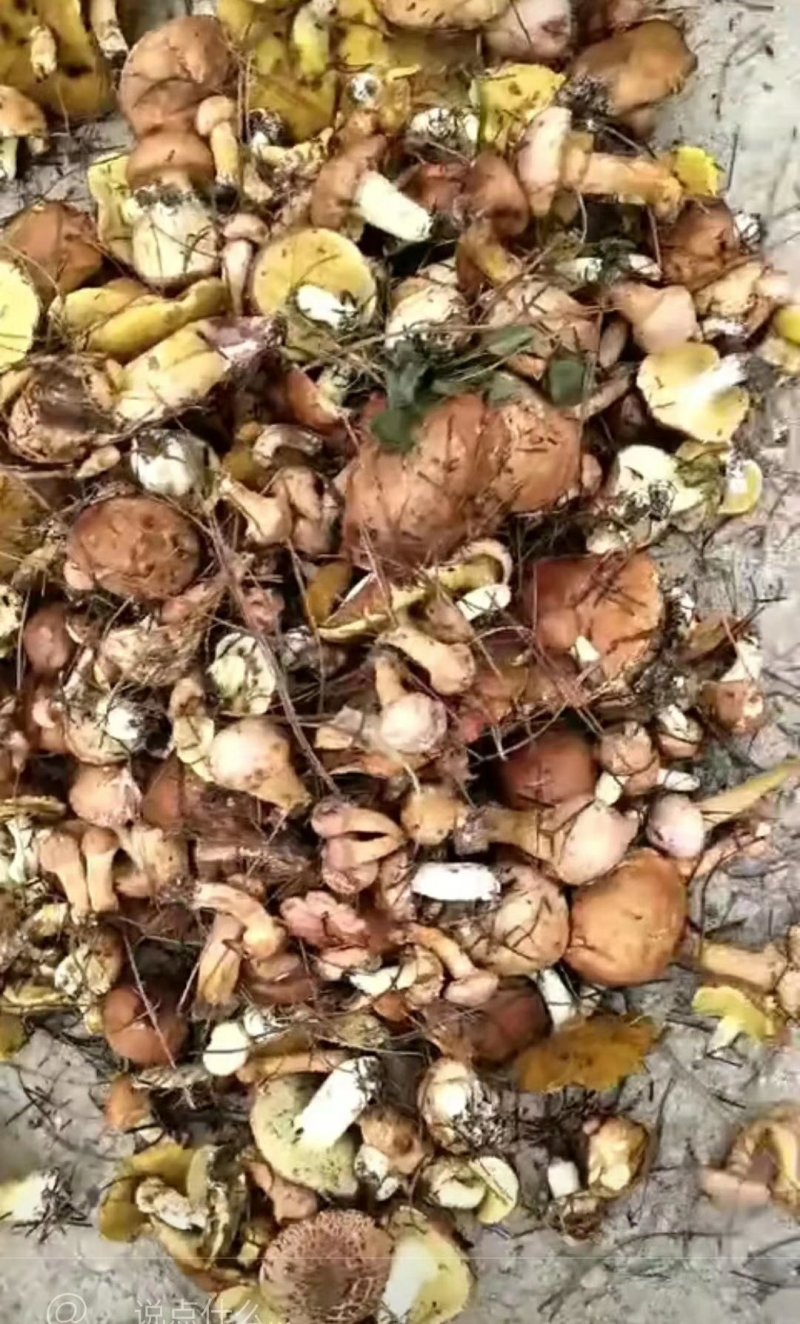 野生干红蘑