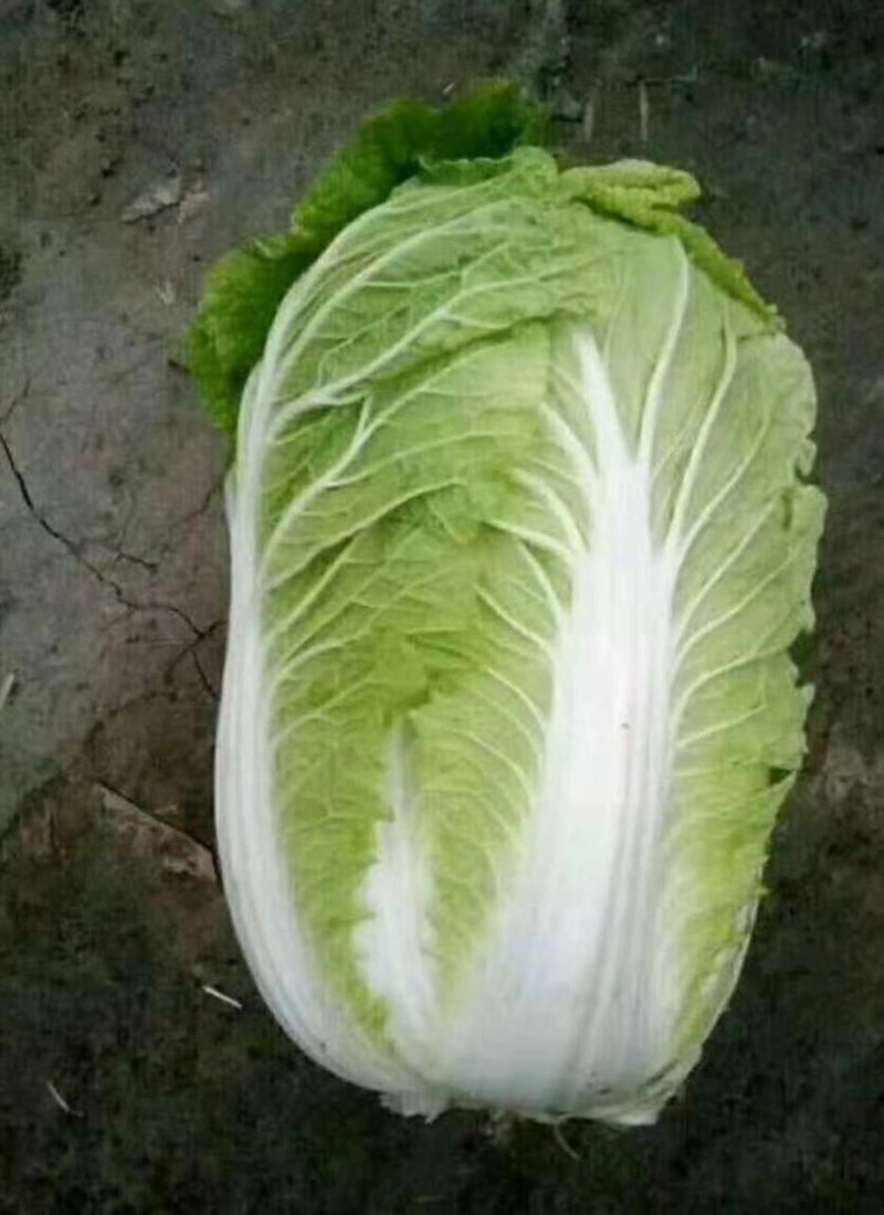 黄心白菜.河北玉田大一手货源，质量优益价格便宜，协办装车