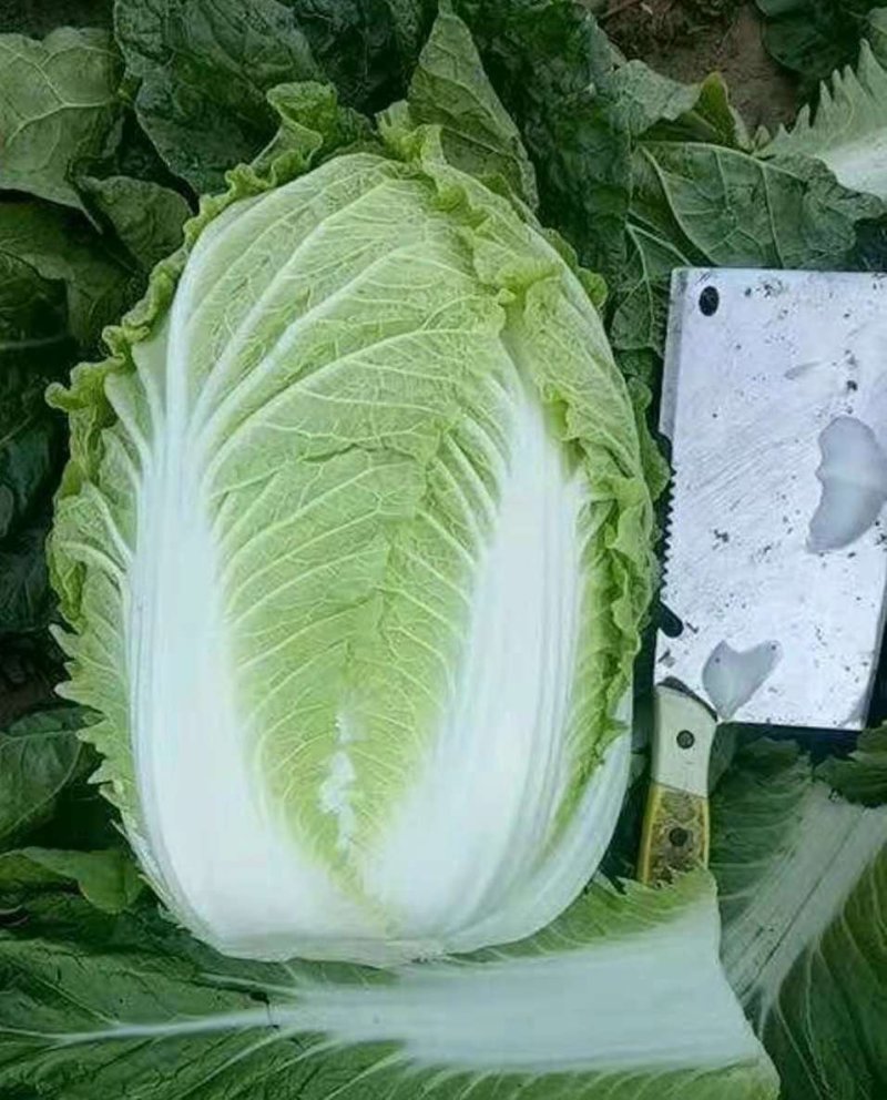黄心白菜.河北玉田大一手货源，质量优益价格便宜，协办装车