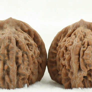 麻核桃苗，文玩核桃苗，官帽，狮子头，四座楼，保品种纯度