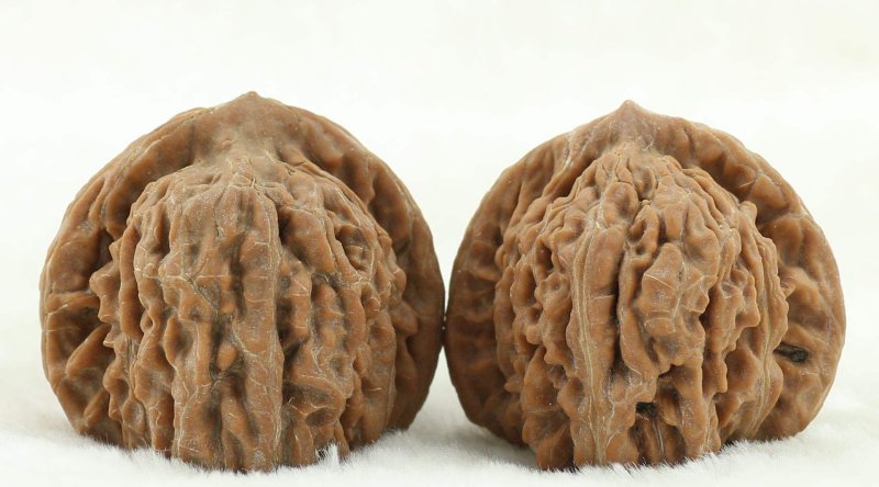 麻核桃苗，文玩核桃苗，官帽，狮子头，四座楼，保品种纯度