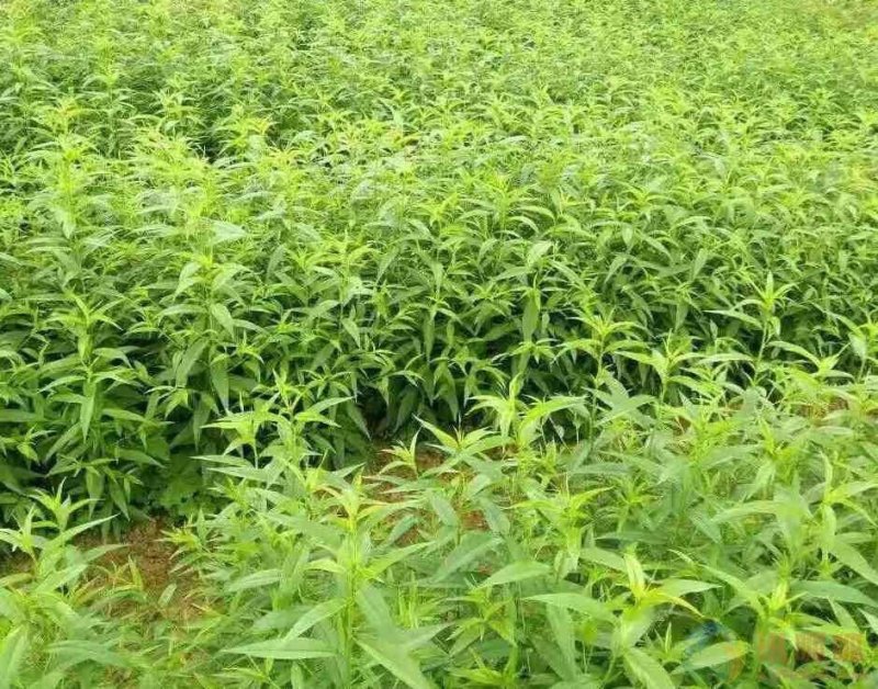 黄金蜜桃苗，金苹美油潘桃，映霜红桃苗，突围桃，保证品种纯