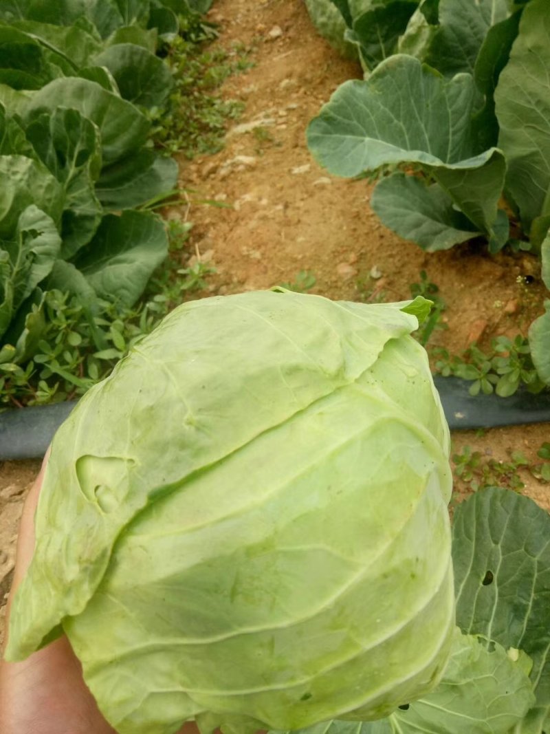 优质甘蓝低价供应量大从优