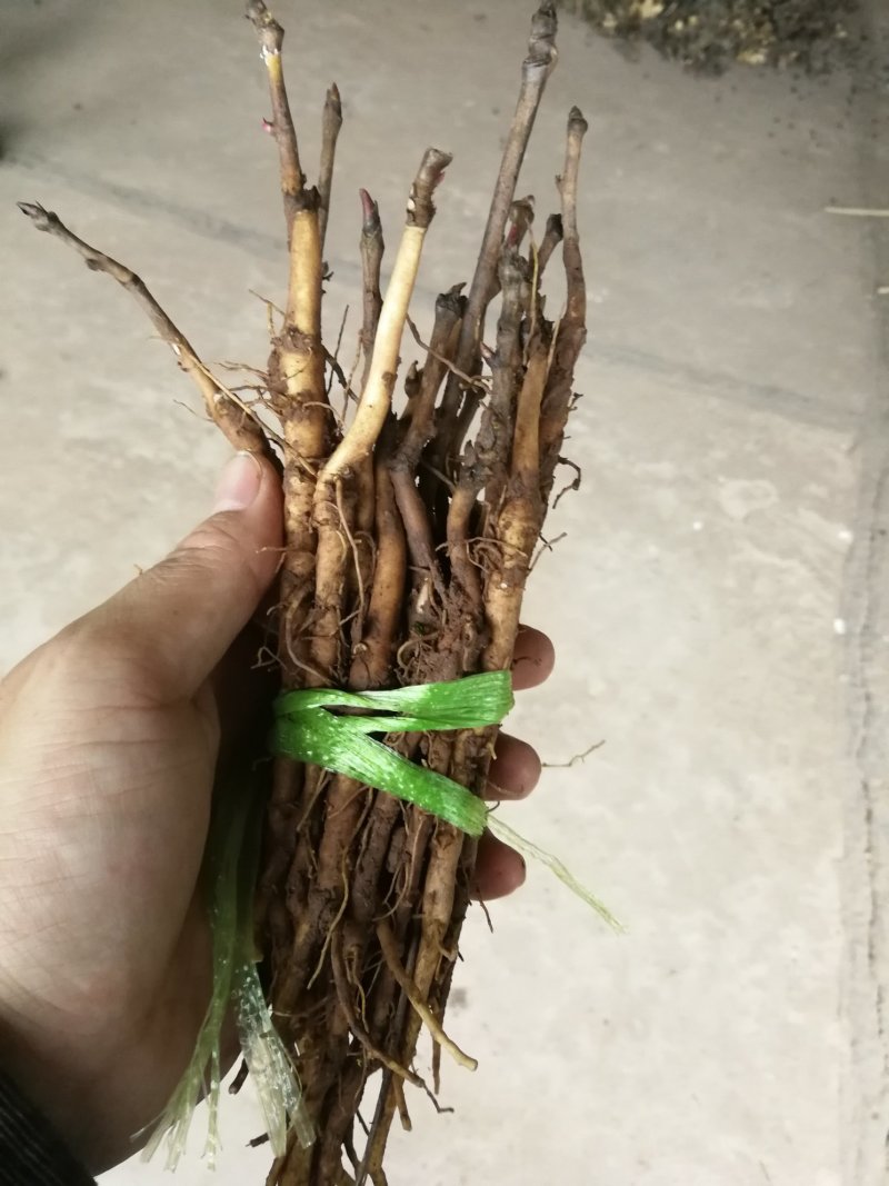 油牡丹种苗