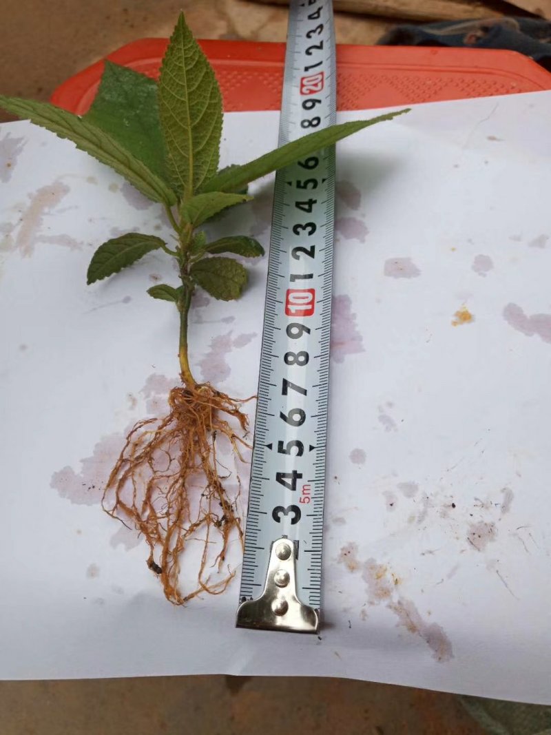 五指毛桃种苗！根部可药用可煲汤！“：！…