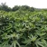 五指毛桃种苗！根部可药用可煲汤！“：！…