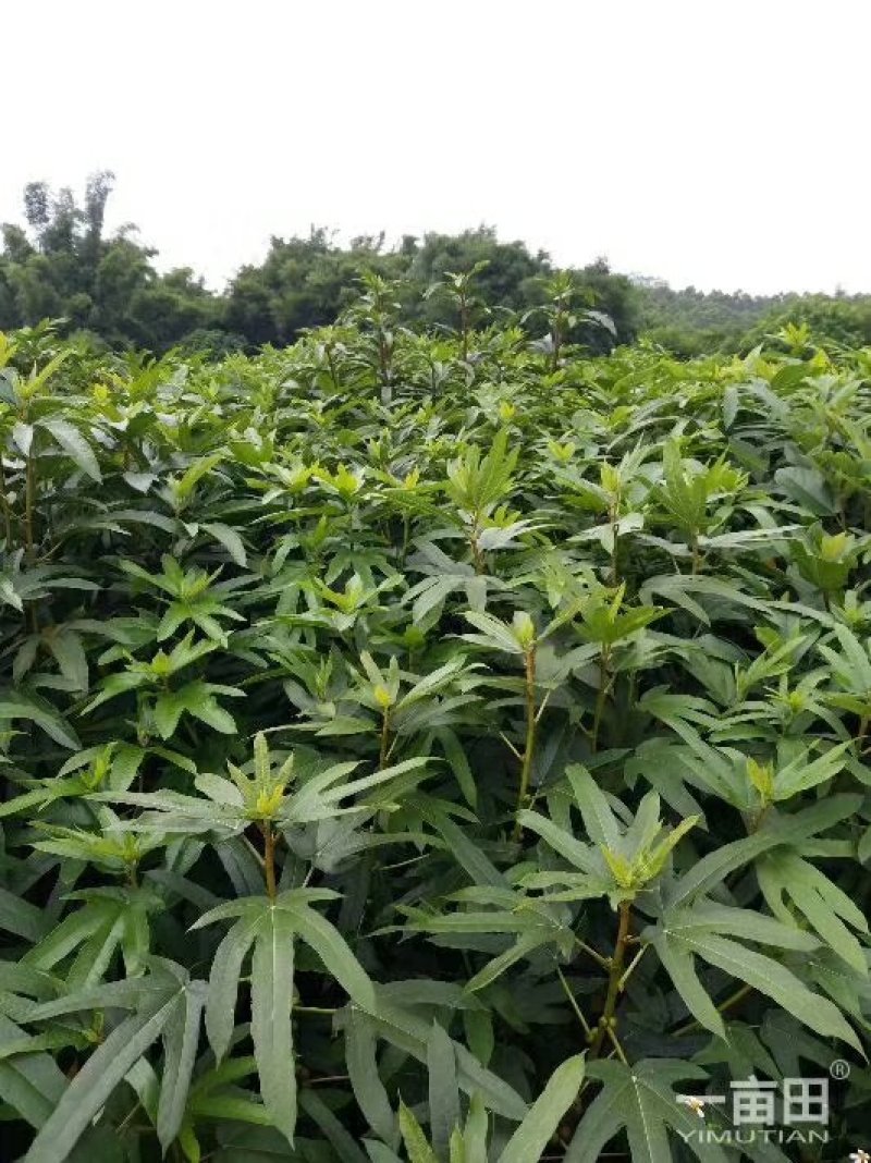 五指毛桃种苗！根部可药用可煲汤！“：！…