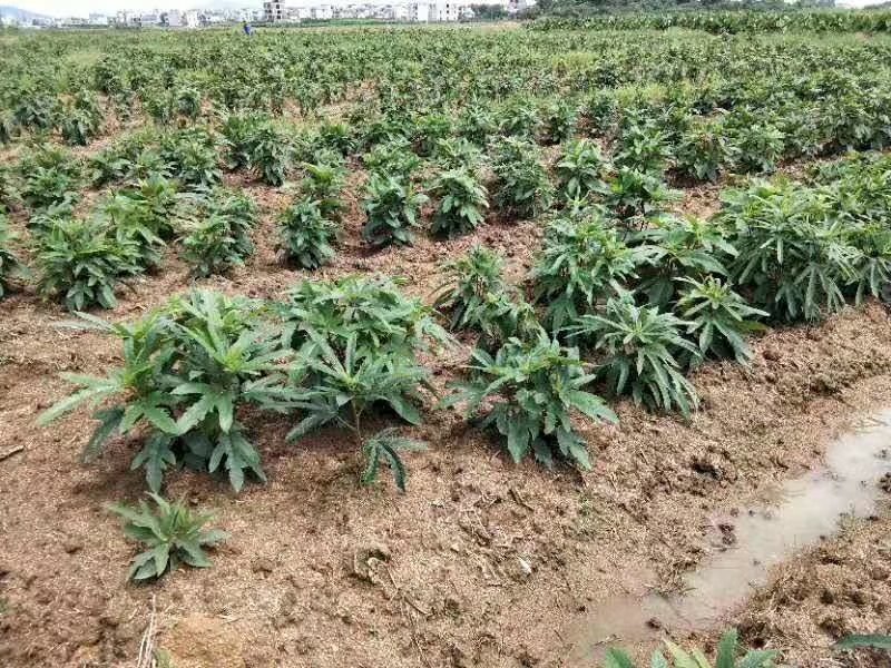 五指毛桃种苗！根部可药用可煲汤！“：！…