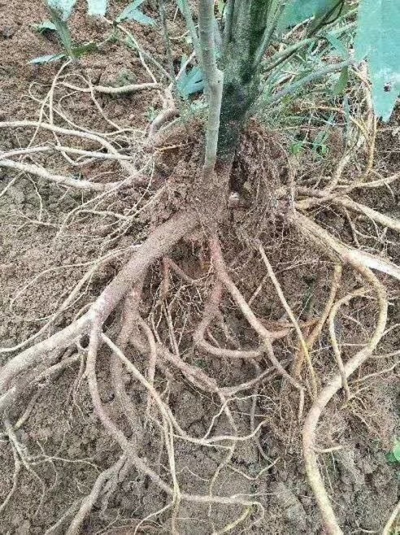 五指毛桃种苗！根部可药用可煲汤！“：！…