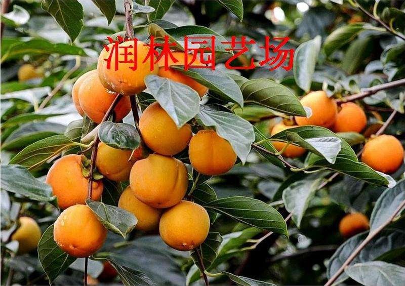阳丰甜柿树苗，新东阳甜柿树苗，3-5公分柿子树苗