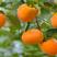 阳丰甜柿树苗，新东阳甜柿树苗，3-5公分柿子树苗