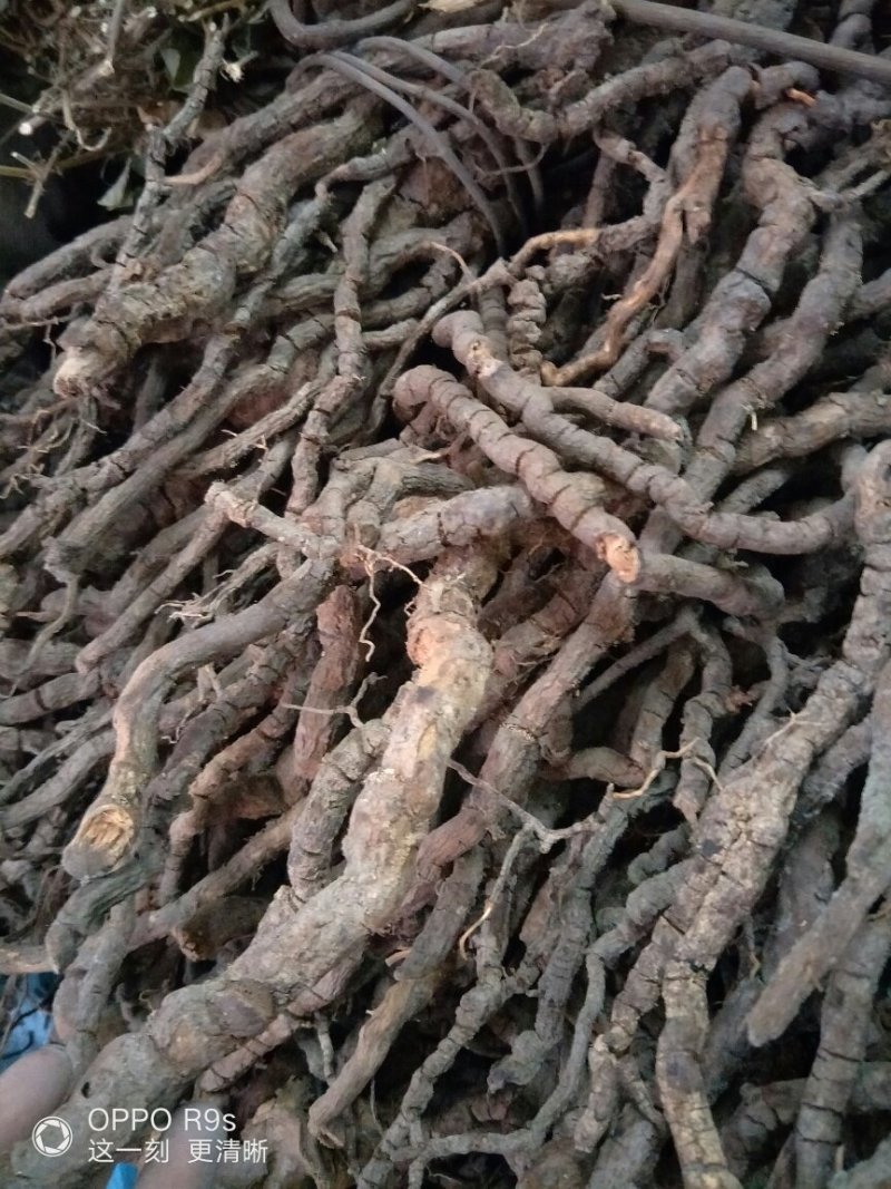 黑老虎