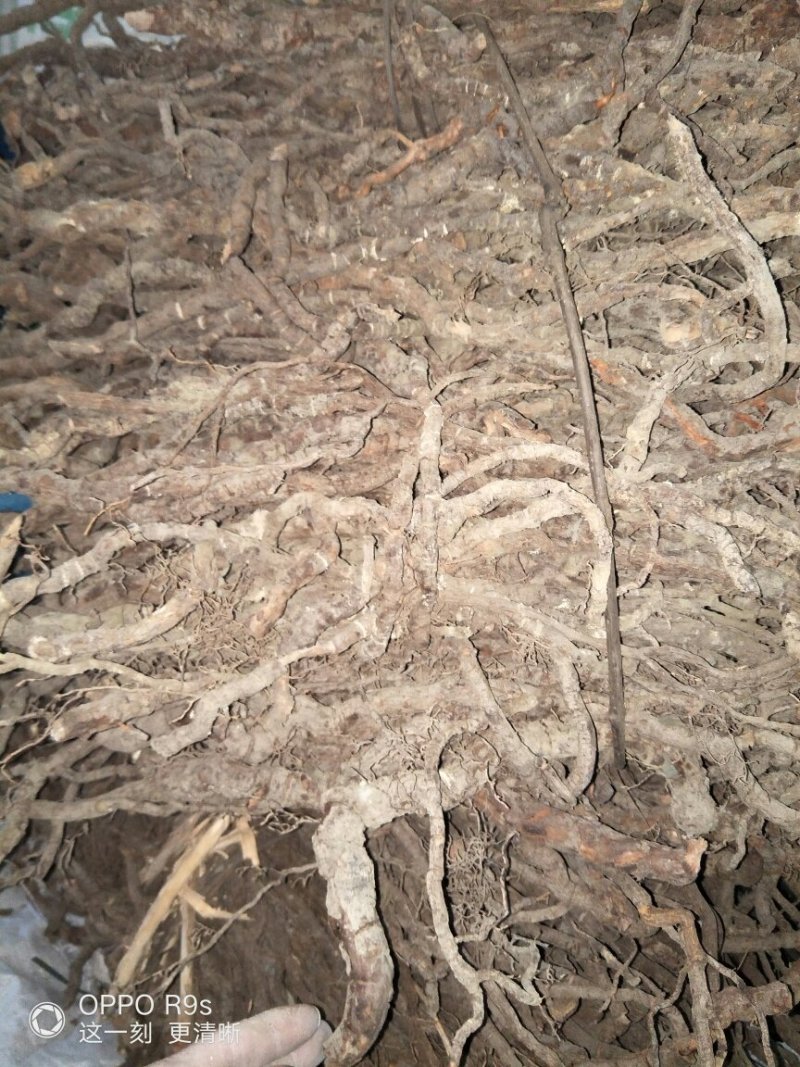 黑老虎