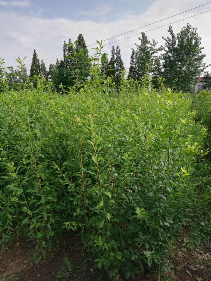 李子树苗关公李子树苗，5月2O号成熟，大果型，果肉香