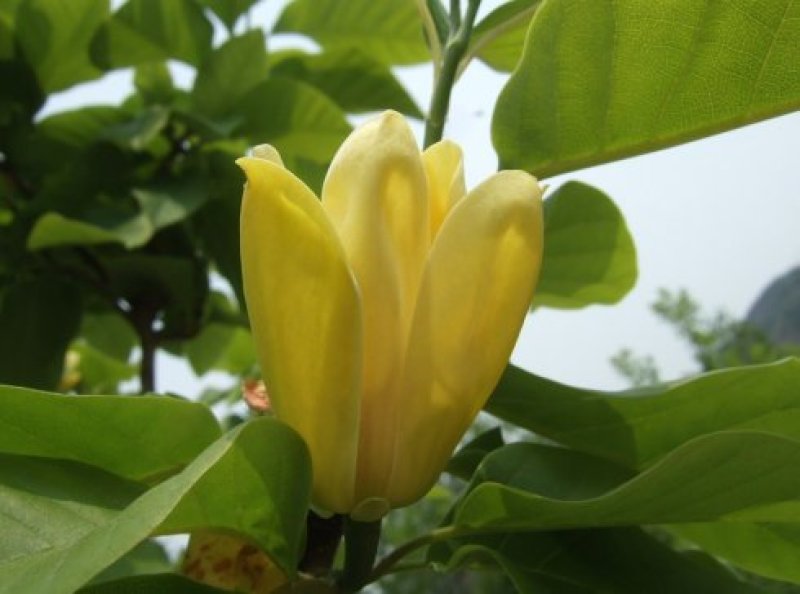 黄玉兰苗黄花玉兰树苗，当年开花