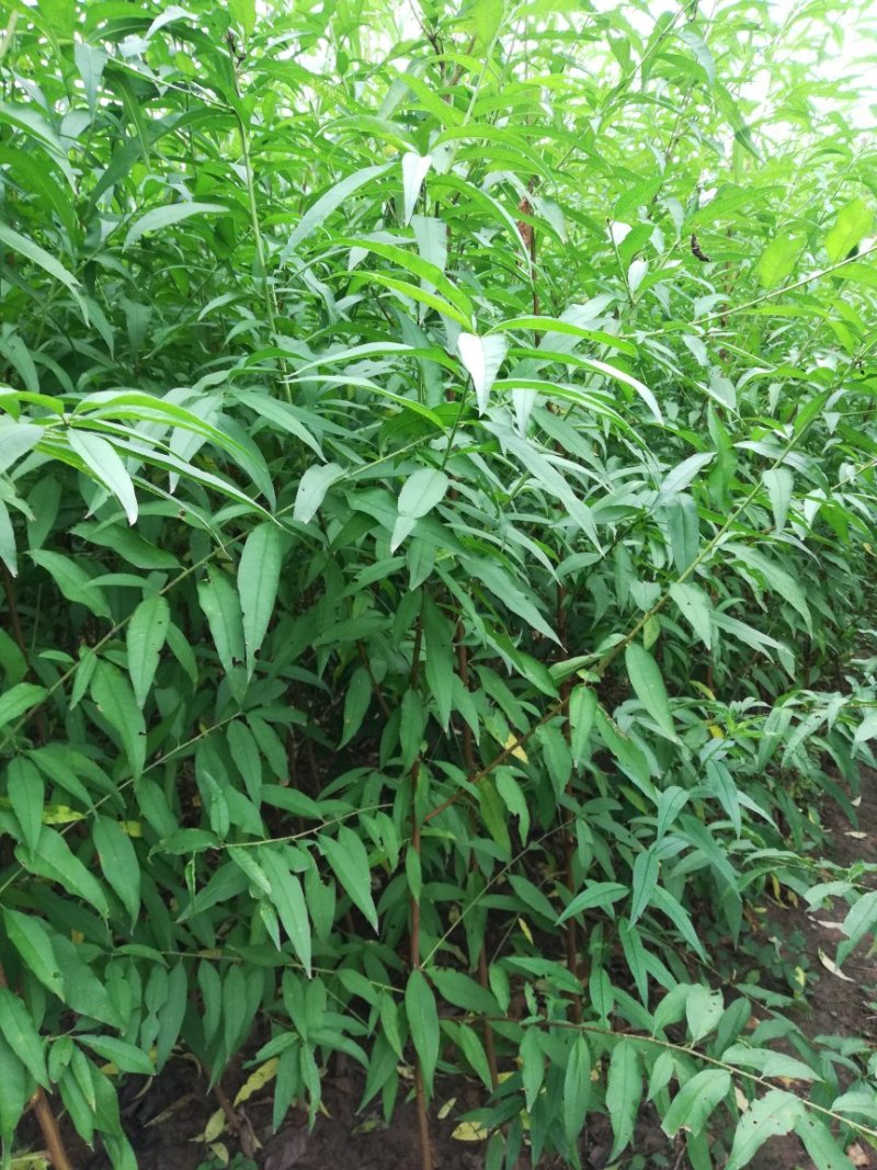 黄桃树苗早熟冰糖心甜黄桃黄金蜜锦绣，黄金冠