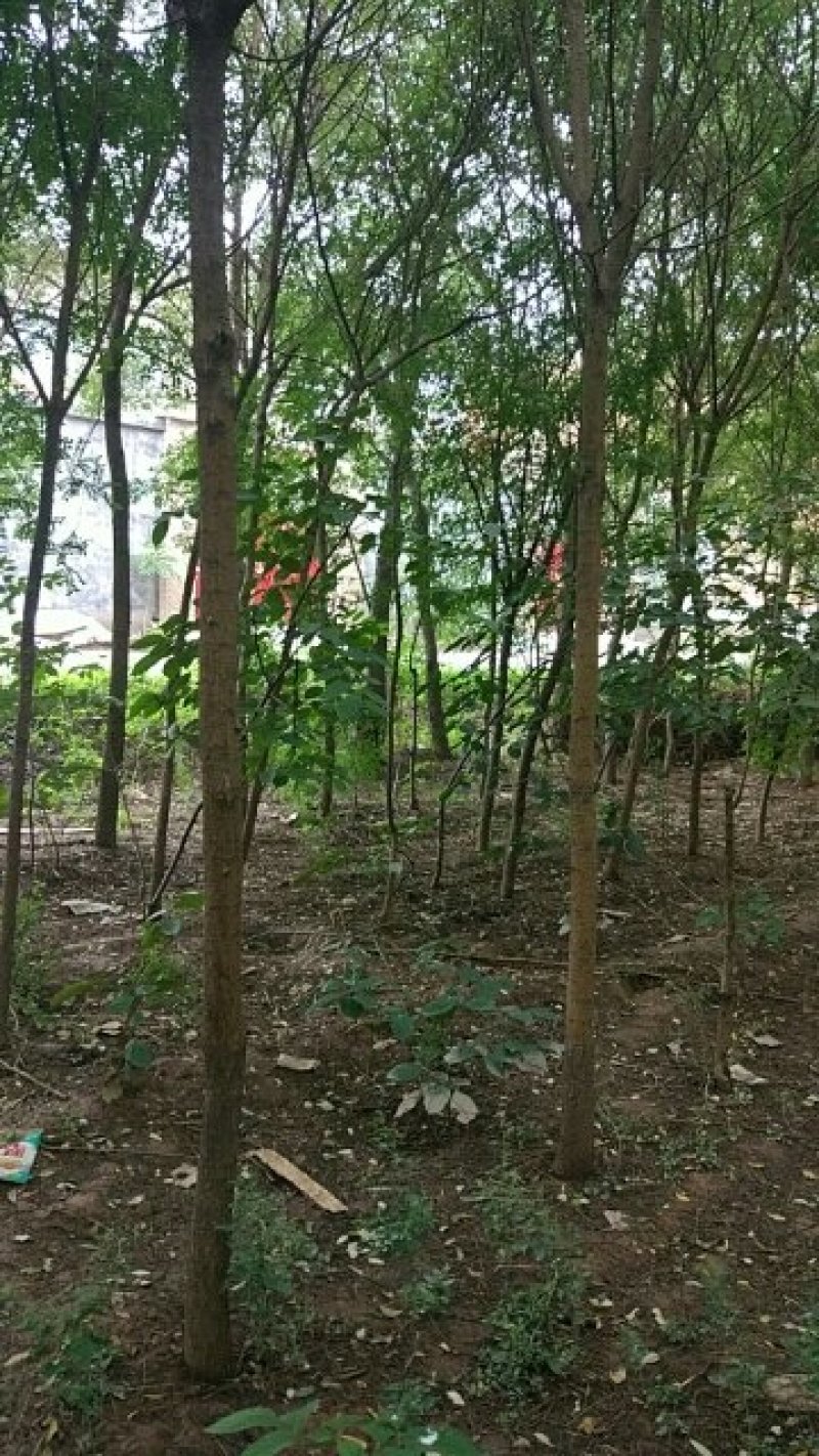 国槐树苗，保证品种纯度包成活率，免费技术指导