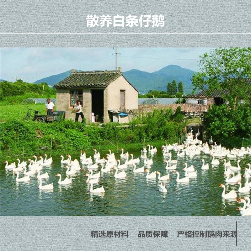 极朵熏卤鹅——潮州卤水鹅